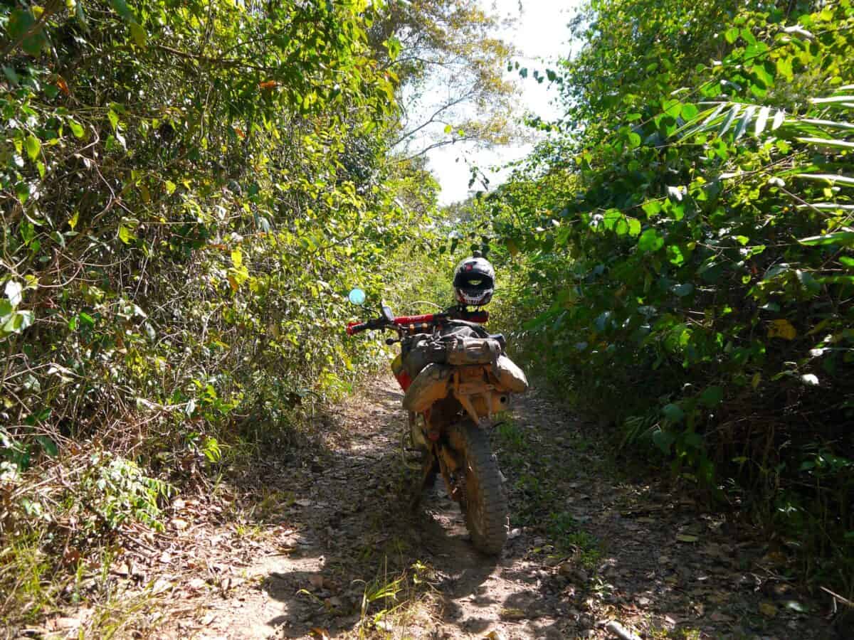 Bike in jungle