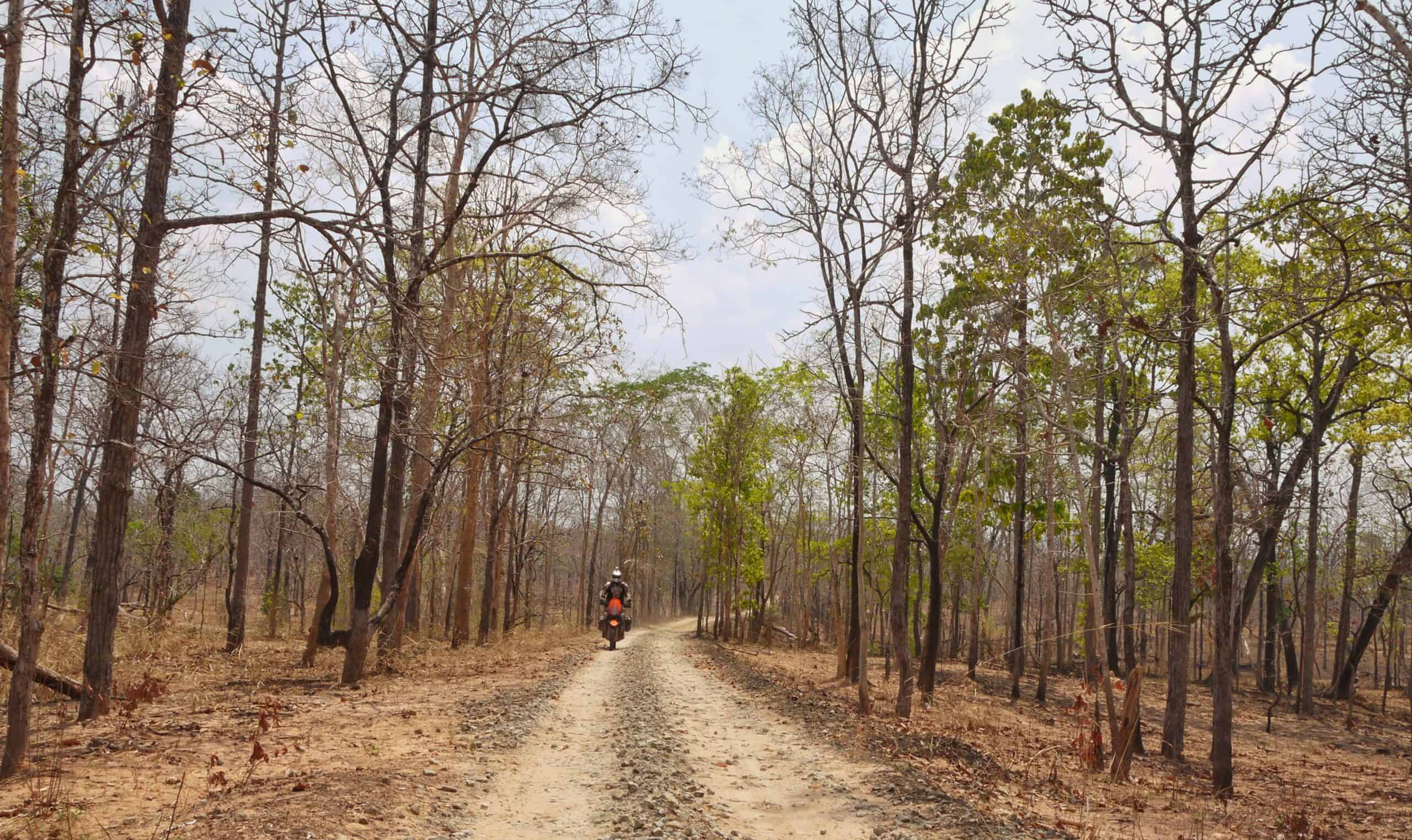 Riding through the forest 